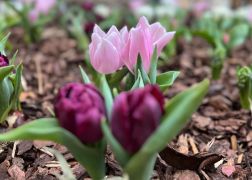 Fruehling In Jenas Goethe Galerie 2024 09